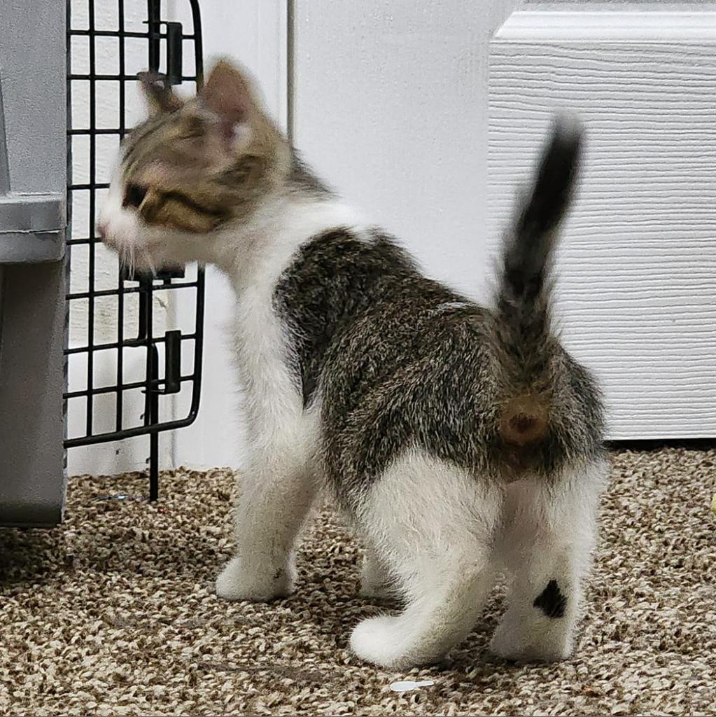 Enlarge Judah, a Adoptable Domestic Short Hair in Poplar Bluff, MO image 3/6