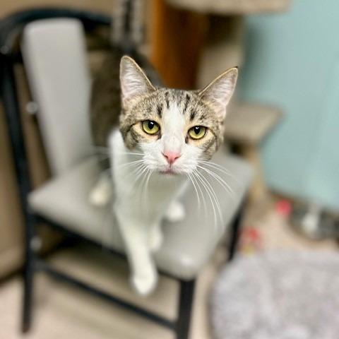 Enlarge Judah, a Adoptable Domestic Short Hair in Poplar Bluff, MO image 4/6