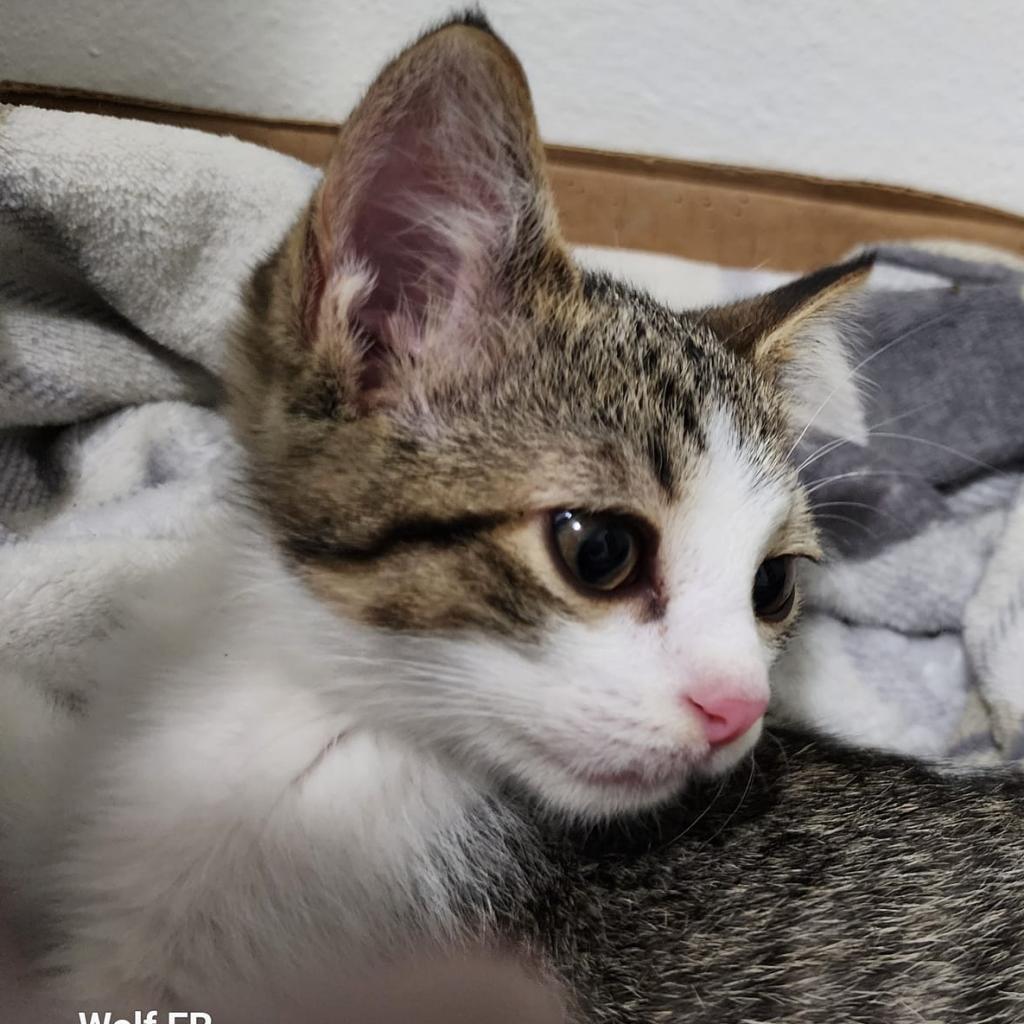 Enlarge Judah, a Adoptable Domestic Short Hair in Poplar Bluff, MO image 5/6