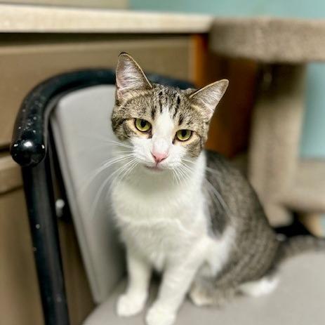 Enlarge Judah, a Adoptable Domestic Short Hair in Poplar Bluff, MO image 6/6