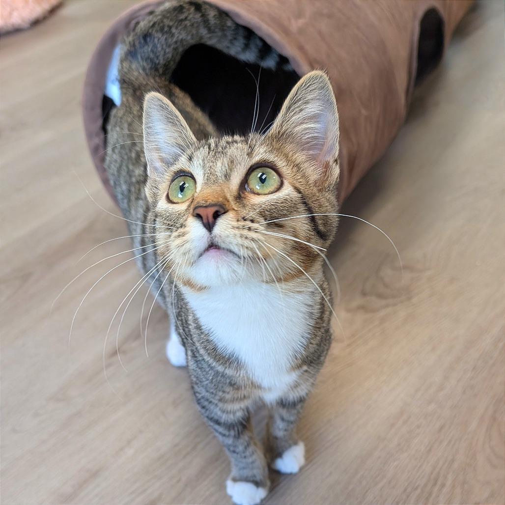 Freddie, Adoptable, Kitten Male Domestic Short Hair.