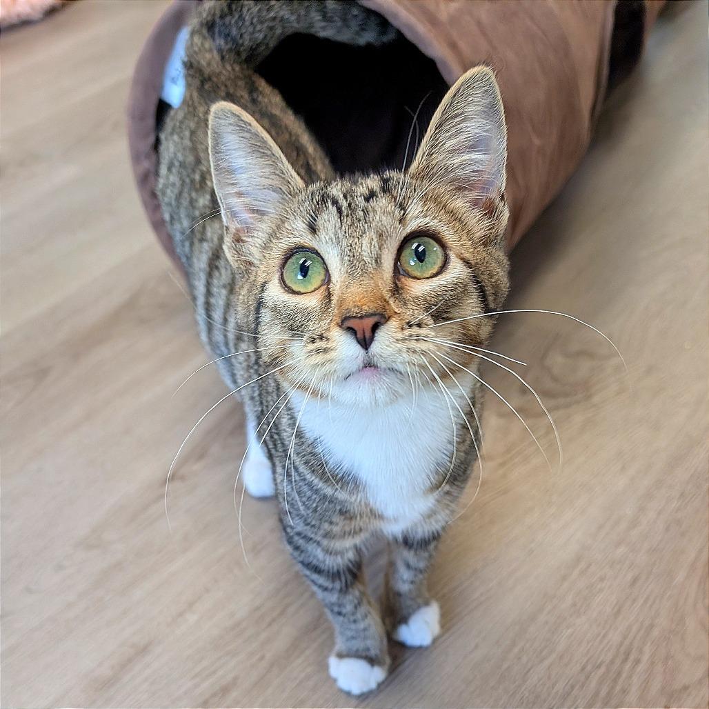 Enlarge Freddie, a Adoptable Domestic Short Hair in Pleasant Hill, CA image 2/3