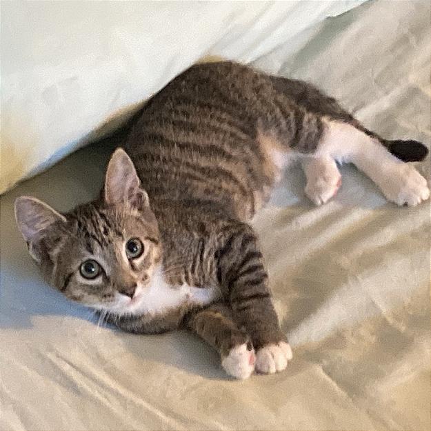 Enlarge Freddie, a Adoptable Domestic Short Hair in Pleasant Hill, CA image 3/3