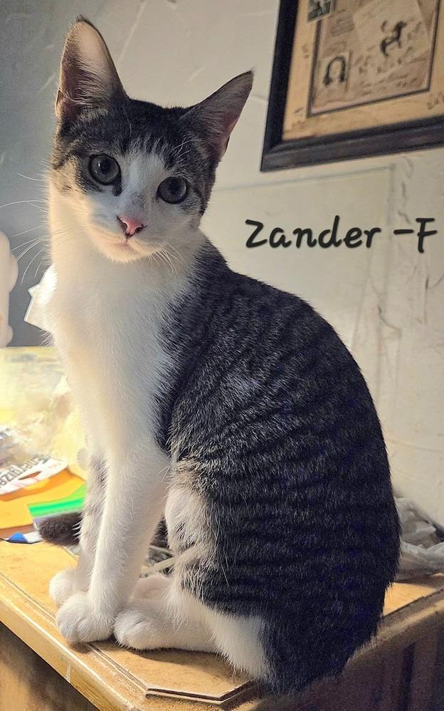 Zander, Adoptable, Young Female Domestic Short Hair.