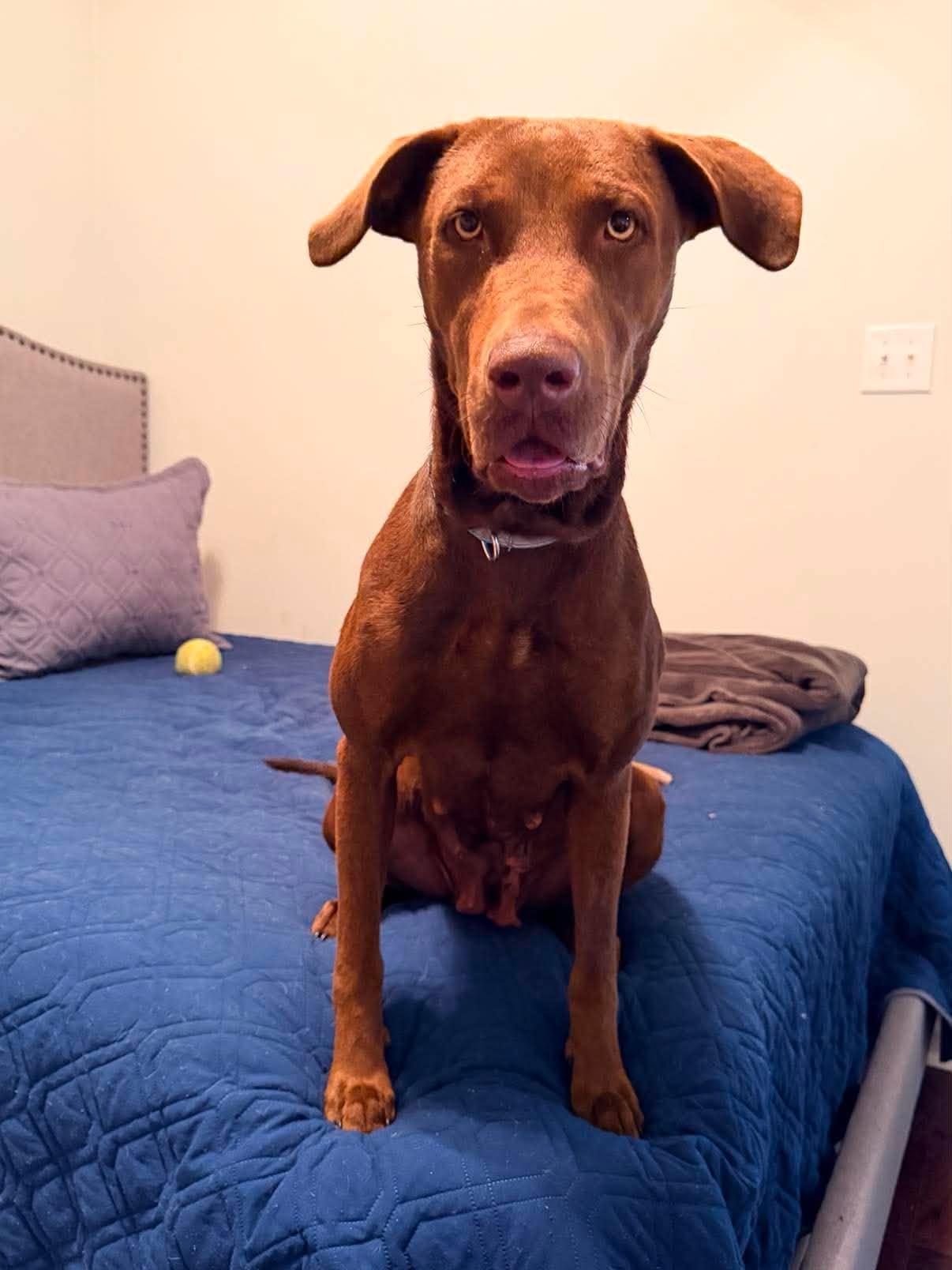 Enlarge Aspen 10, a ADOPTABLE Chocolate Labrador Retriever in Killingworth, CT image 5/6