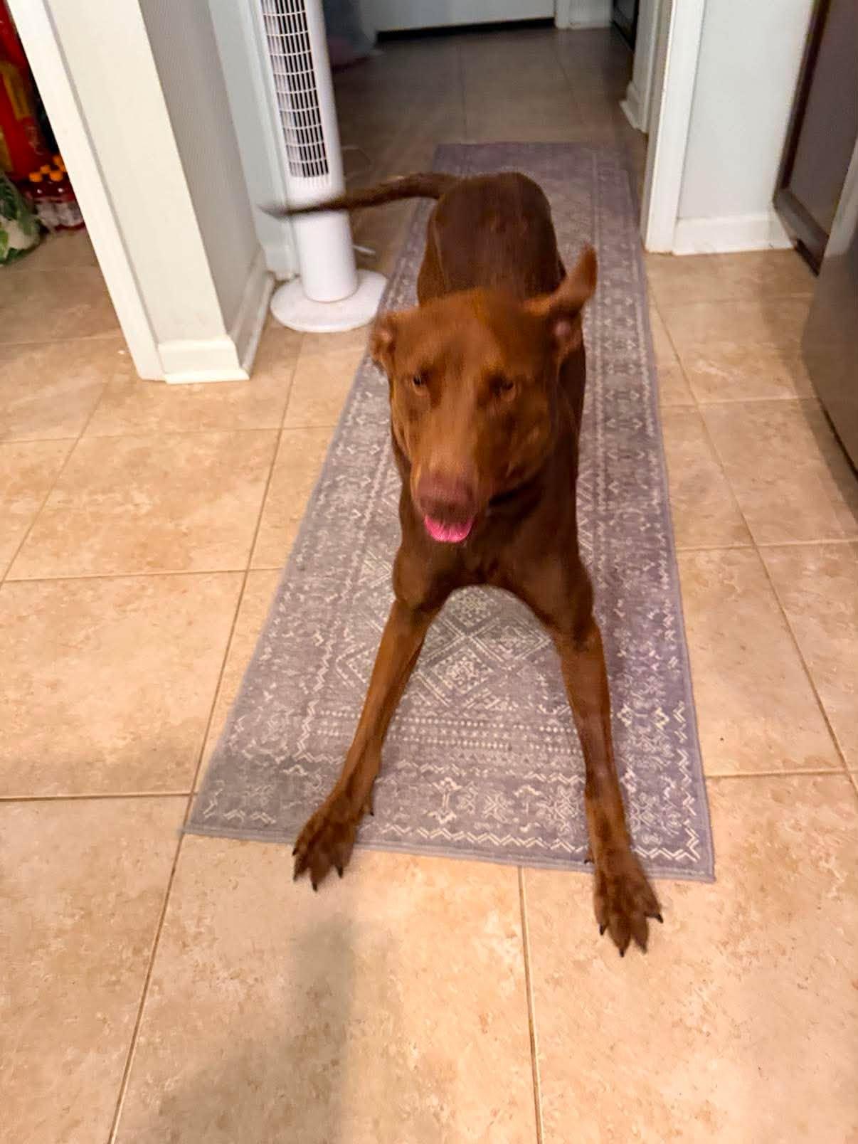 Enlarge Aspen 10, a ADOPTABLE Chocolate Labrador Retriever in Killingworth, CT image 3/6