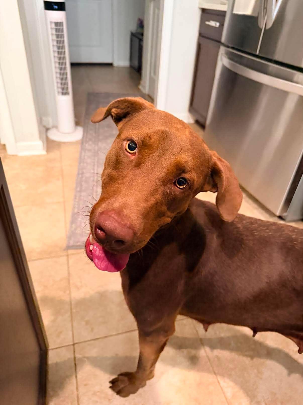 Aspen 10, ADOPTABLE, Young Female Chocolate Labrador Retriever.
