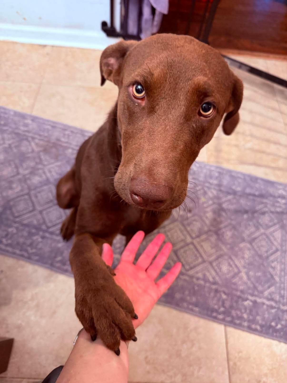 Enlarge Aspen 10, a ADOPTABLE Chocolate Labrador Retriever in Killingworth, CT image 2/6