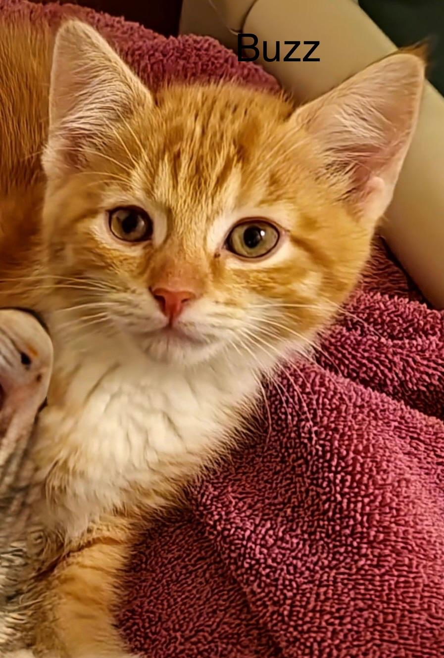 Buzz, adopted, Kitten Male Domestic Short Hair.