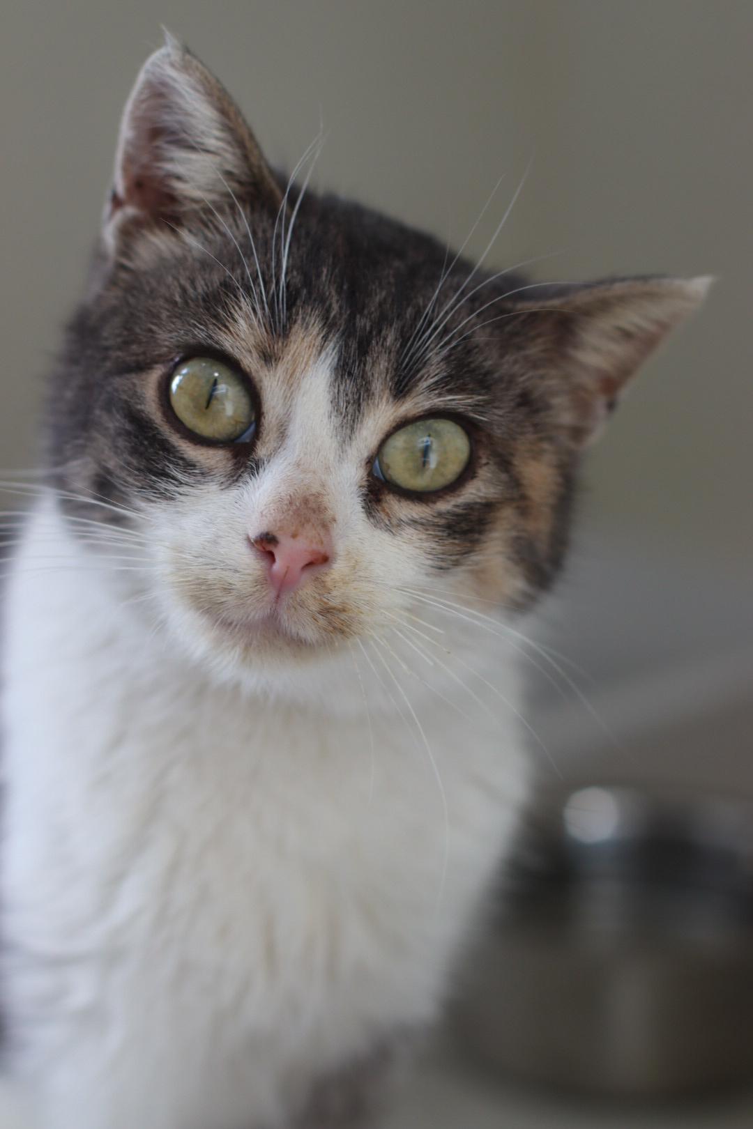 Enlarge Alex, a Adoptable mixed breed in Steinbach, MB image 1/6