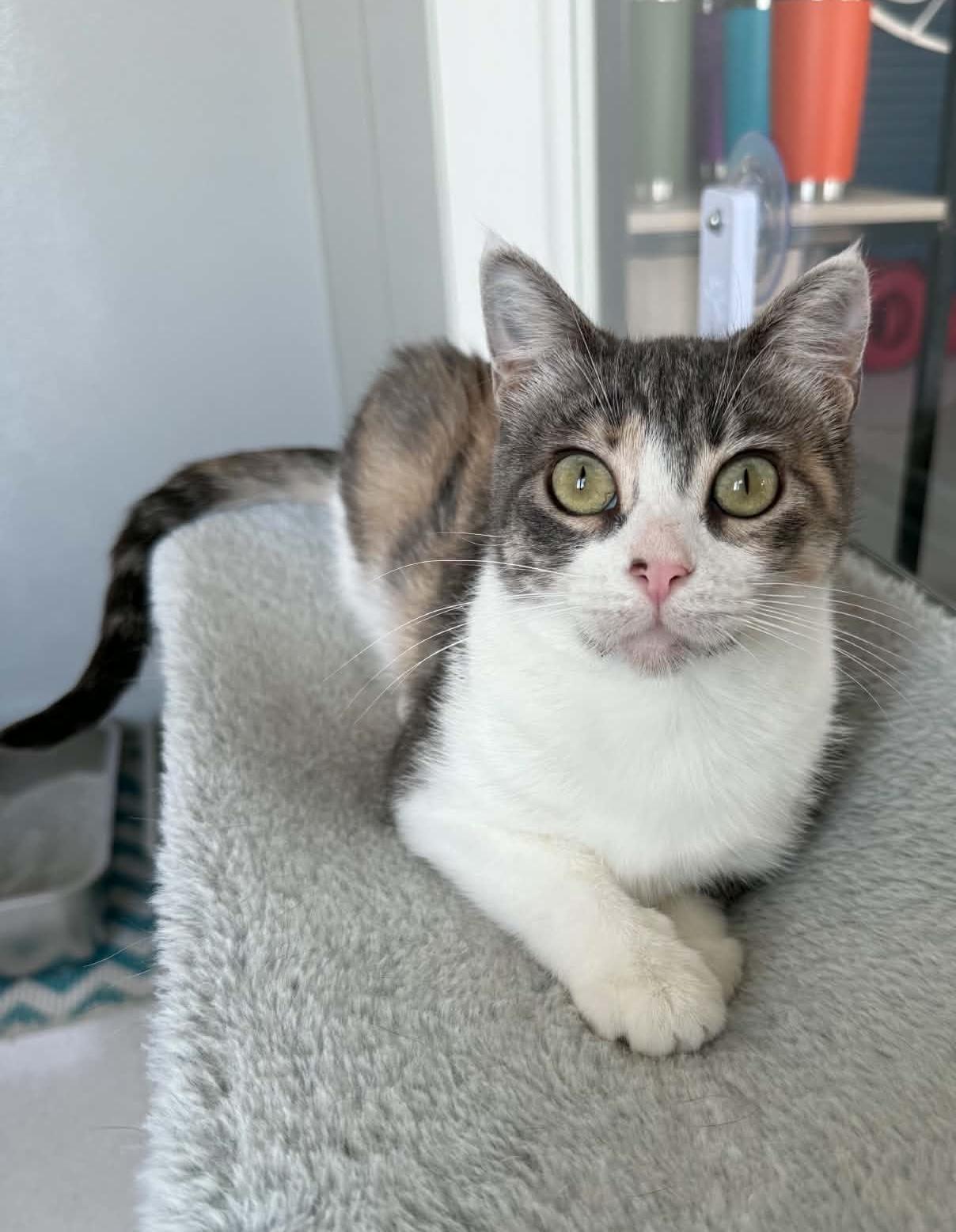 Alex, Adoptable, Adult Female Domestic Short Hair.