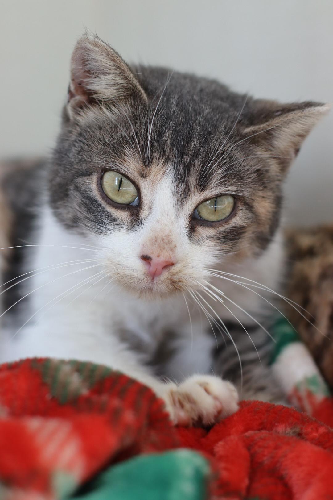 Enlarge Alex, a Adoptable mixed breed in Steinbach, MB image 4/6