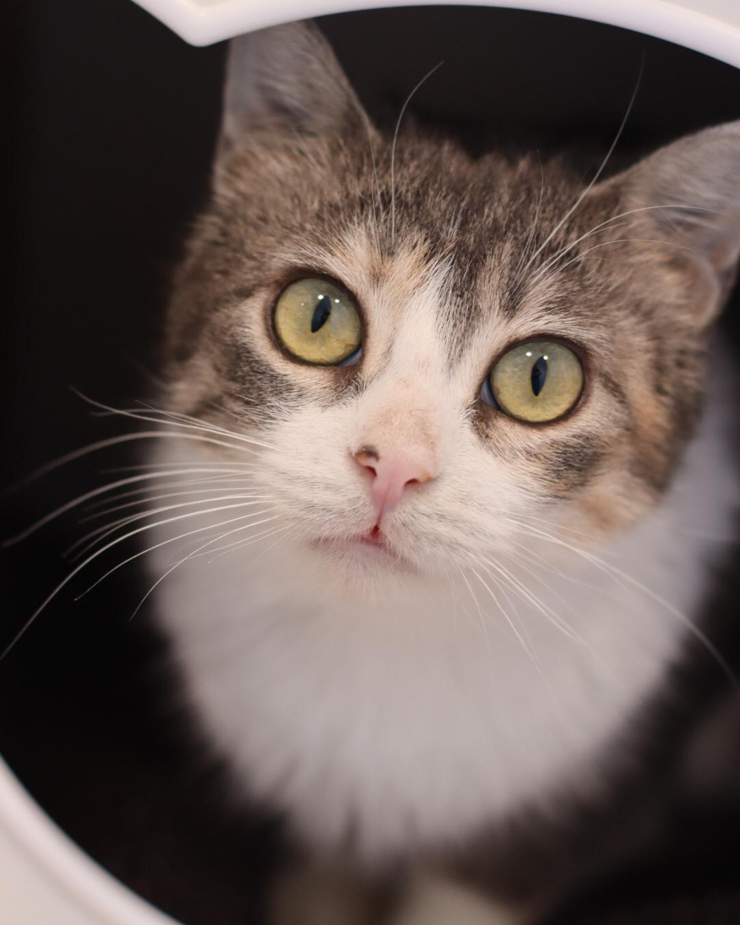 Enlarge Alex, a Adoptable mixed breed in Steinbach, MB image 5/6