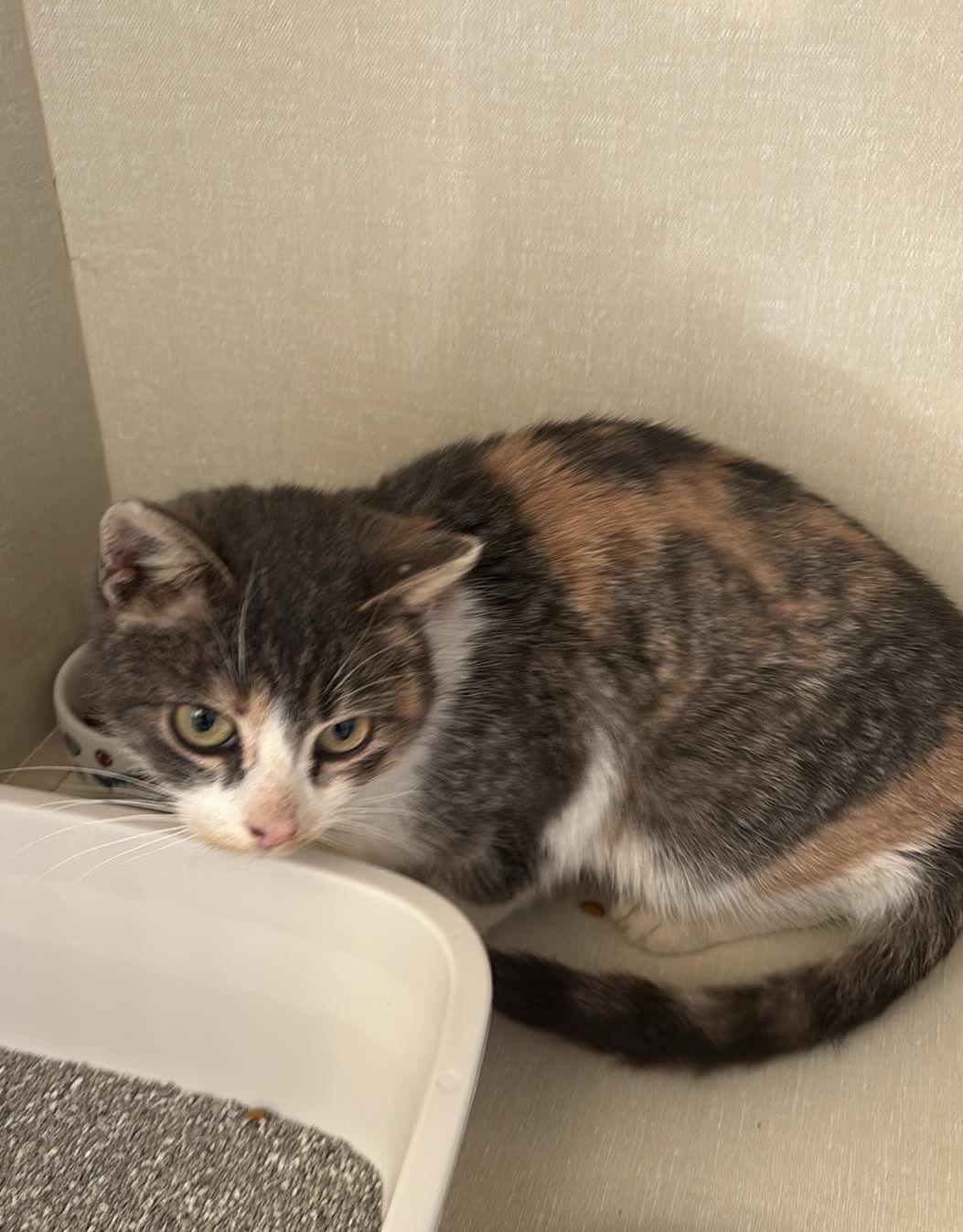 Enlarge Alex, a Adoptable mixed breed in Steinbach, MB image 6/6