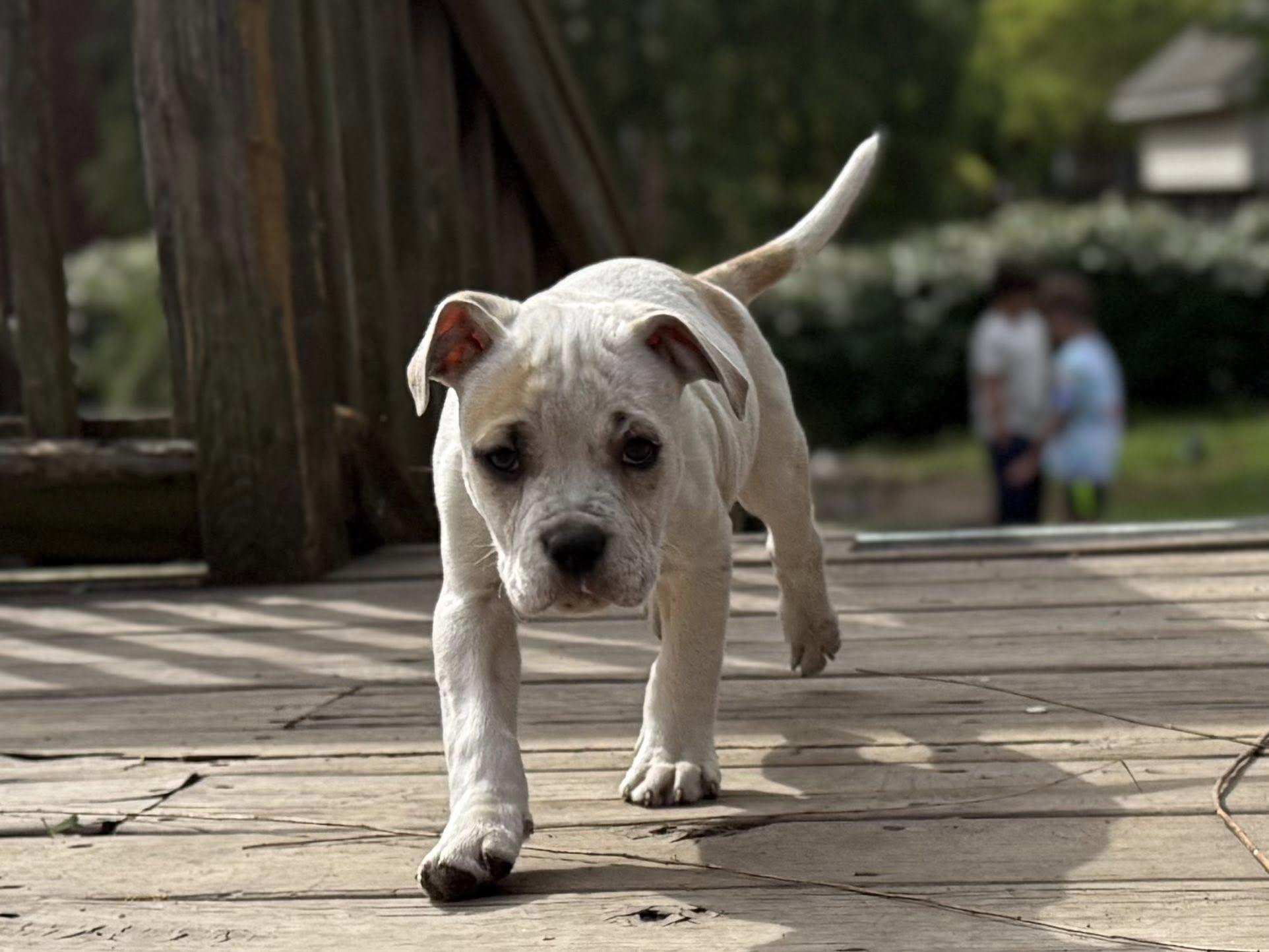 Enlarge Bowser, a Adoptable mixed breed in Ayden, NC image 4/4