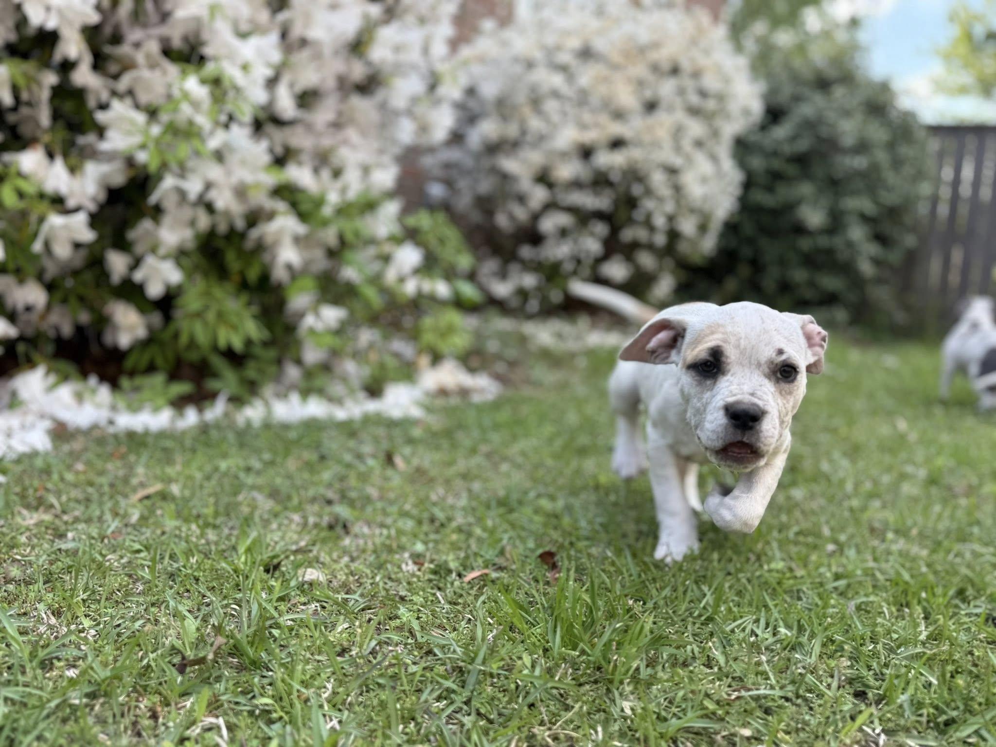Enlarge Bowser, a Adoptable mixed breed in Ayden, NC image 3/4