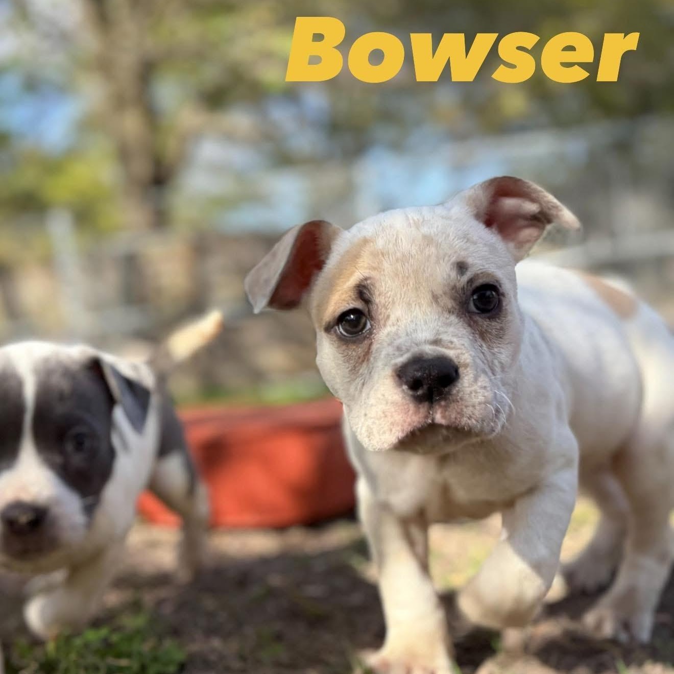 Enlarge Bowser, a Adoptable mixed breed in Ayden, NC image 2/4