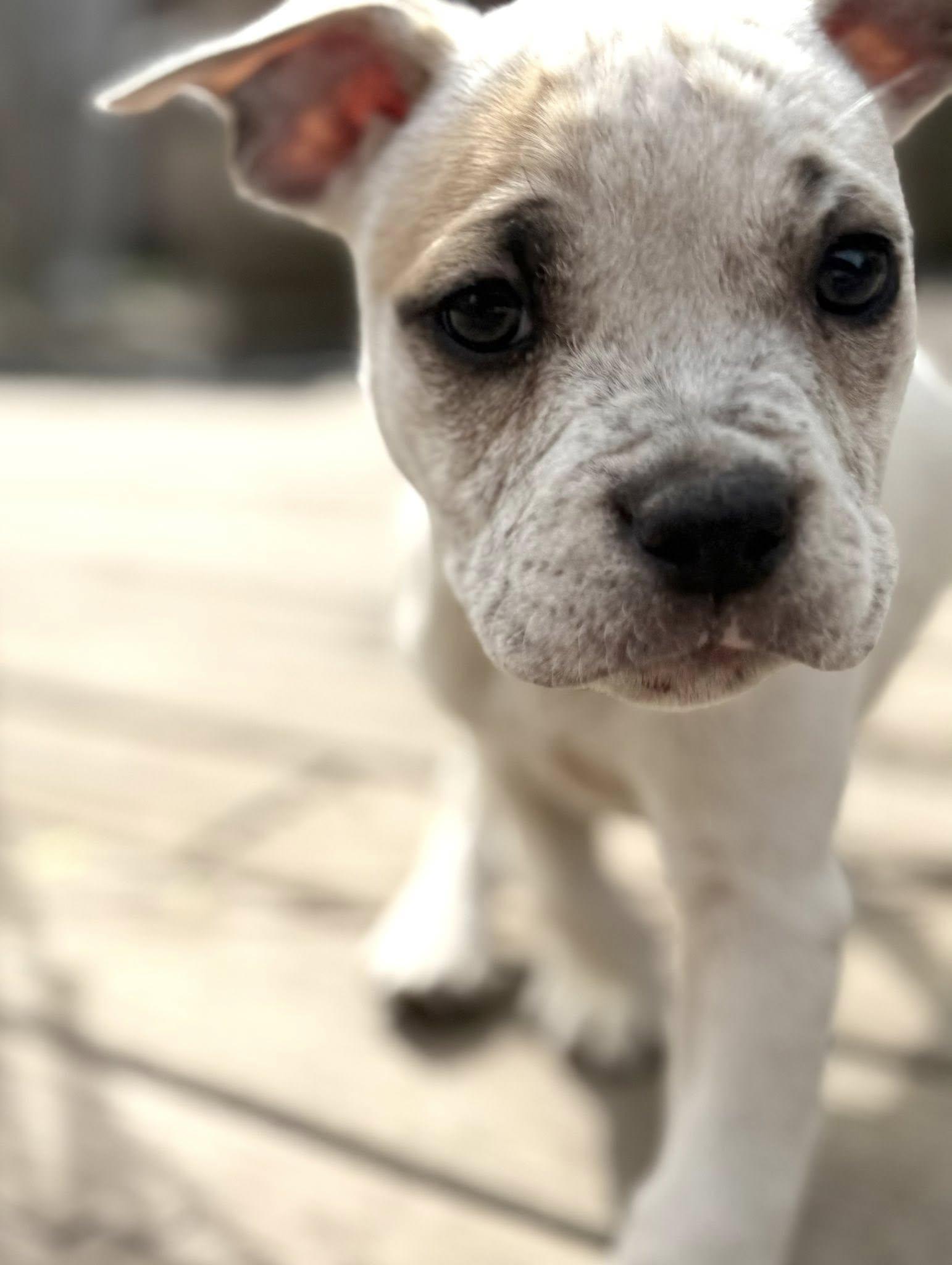 Bowser, Adoptable, Puppy Male Bulldog & Pit Bull Terrier.