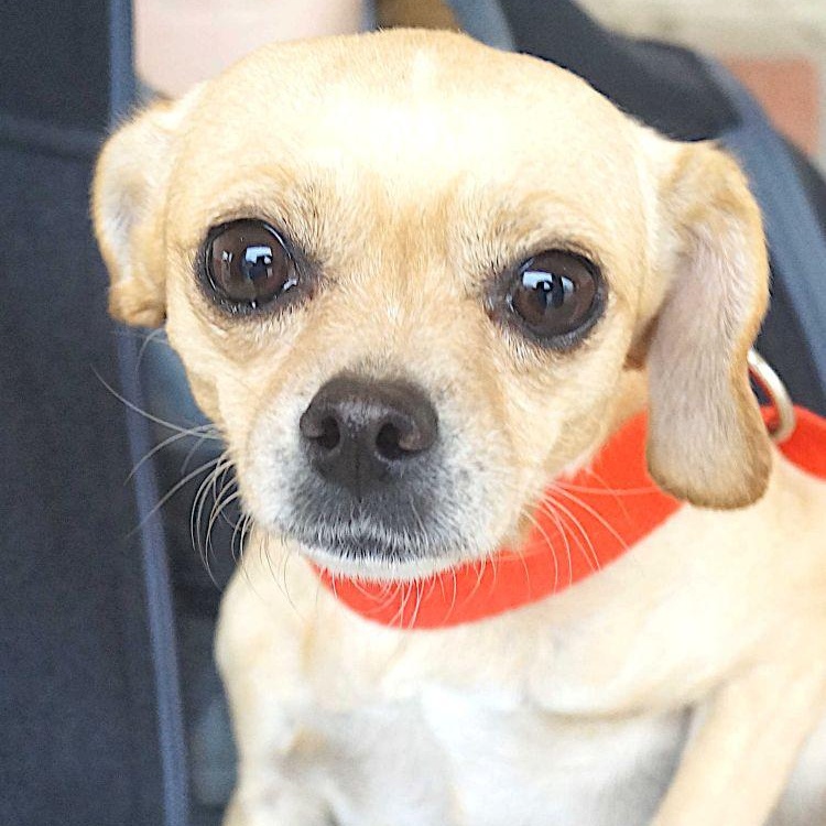Sally, Adoptable, Adult Female Chihuahua.