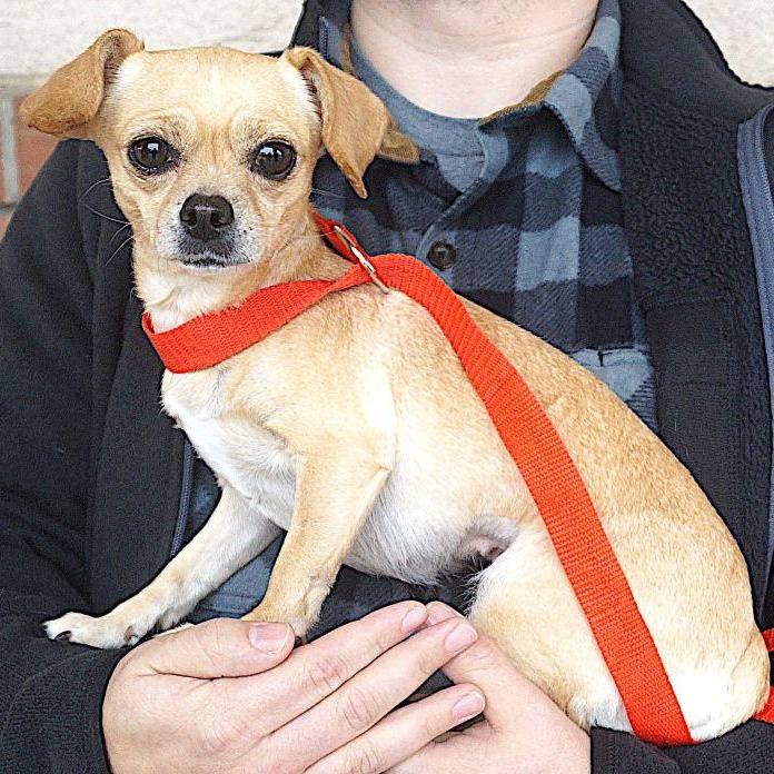 Enlarge Sally, a Adoptable Chihuahua in Carrollton, TX image 2/2