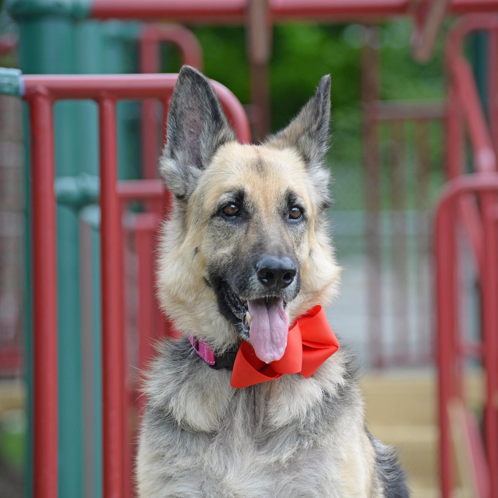 Ruby Moon, Adoptable, Adult Female German Shepherd Dog.