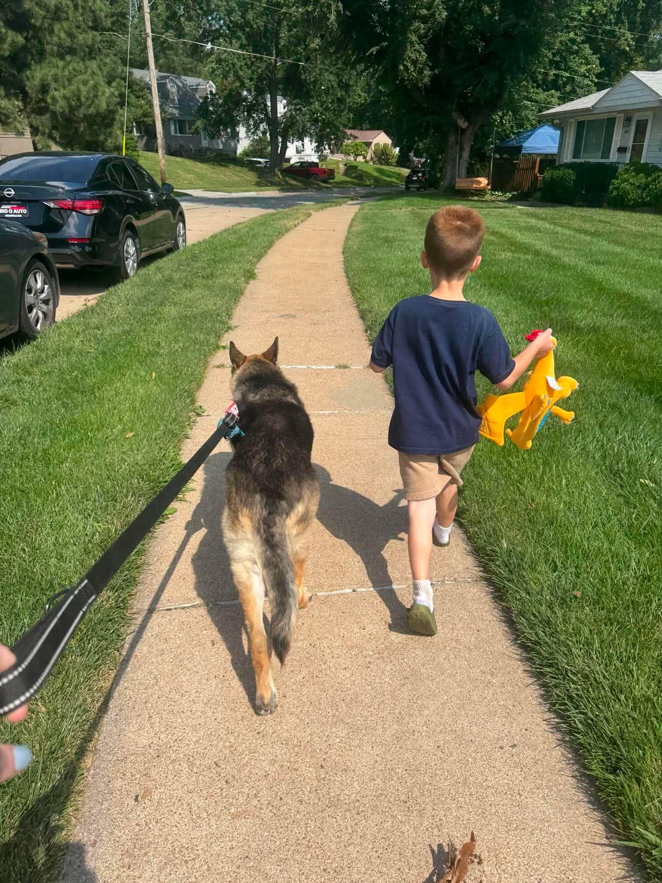 Enlarge Ruby Moon, a Adoptable German Shepherd Dog in Gretna, NE image 2/3