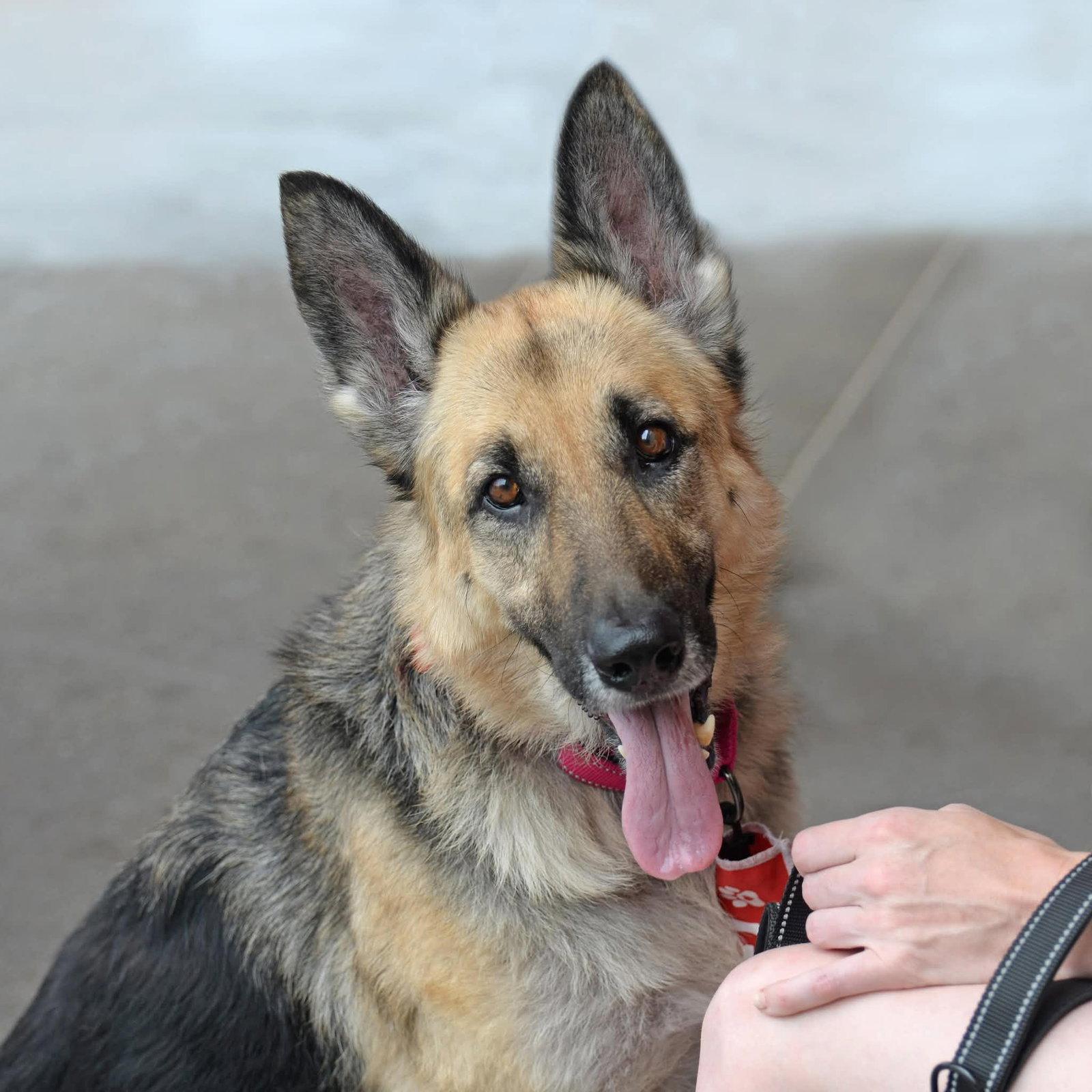 Enlarge Ruby Moon, a Adoptable German Shepherd Dog in Gretna, NE image 3/3
