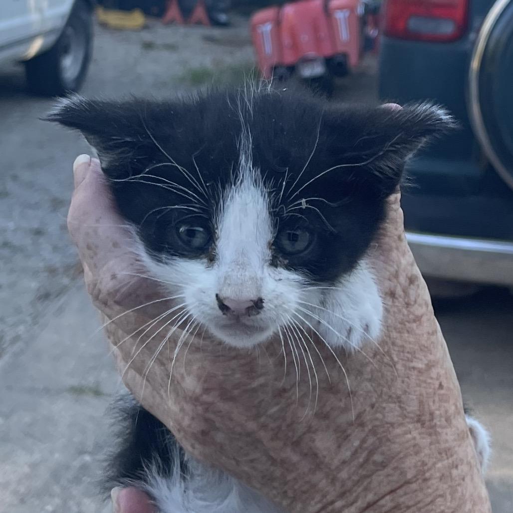 Dominoe, Adoptable, Kitten Male Domestic Short Hair.