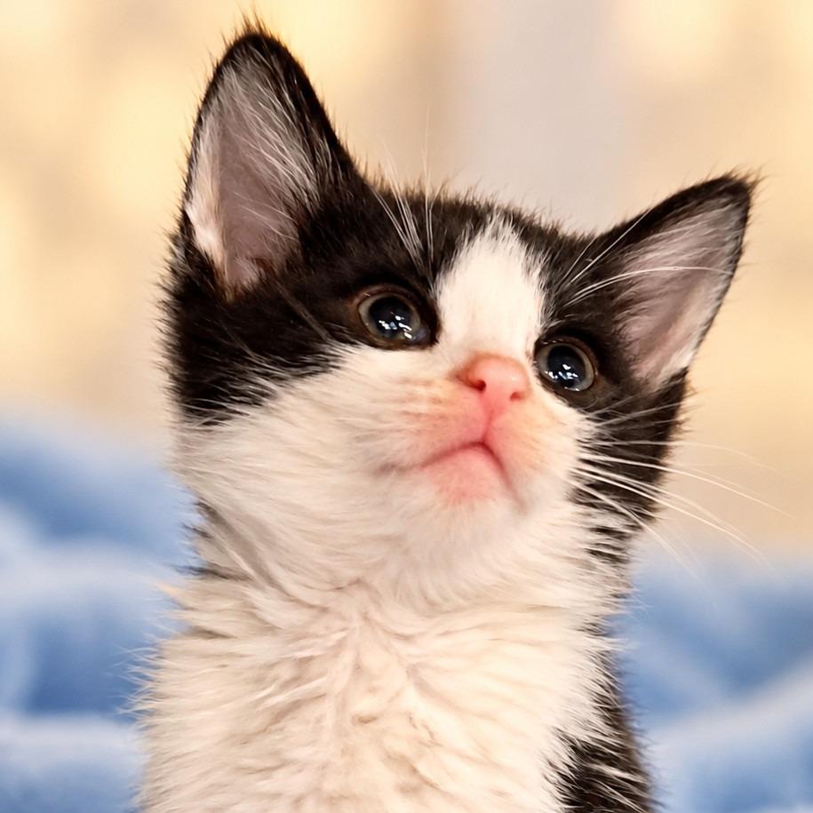 Enlarge Dominoe, a Adoptable Domestic Short Hair in Green Forest, AR image 2/2