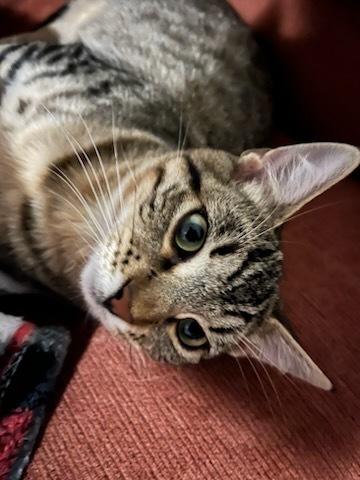Enlarge Millie 6602, a Adoptable Domestic Short Hair in Dallas, TX image 1/6