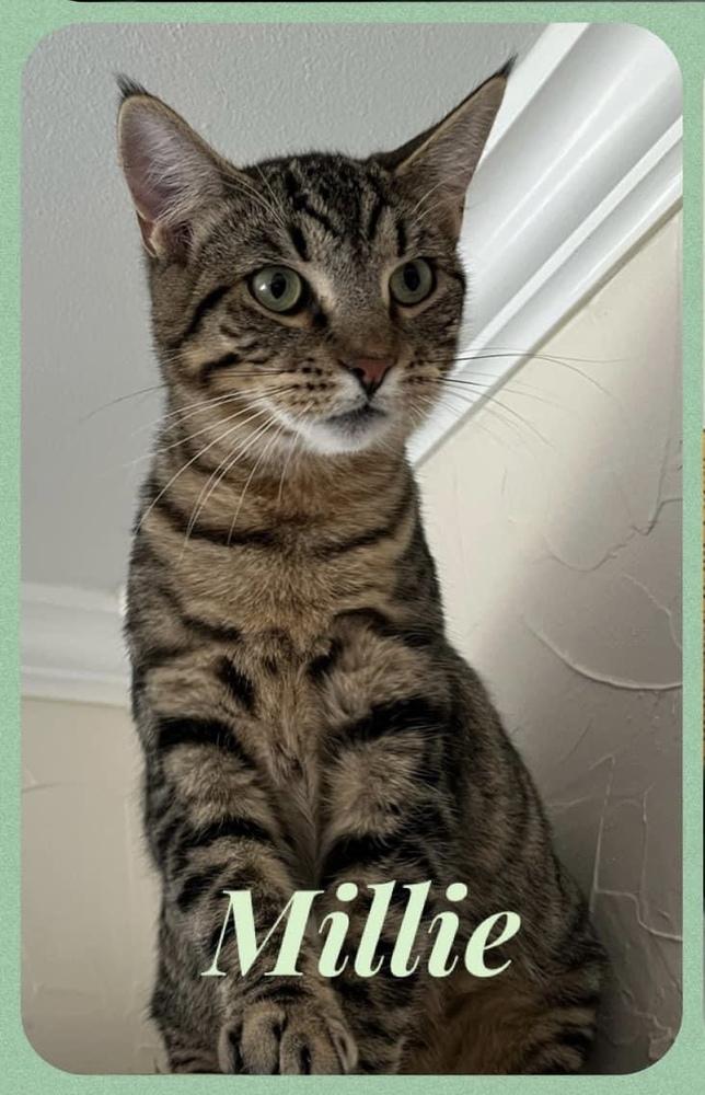 Enlarge Millie 6602, a Adoptable Domestic Short Hair in Dallas, TX image 2/6