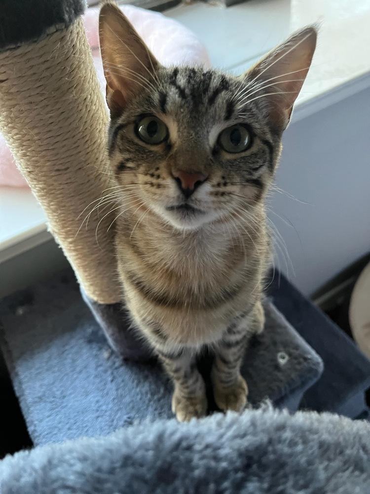 Enlarge Millie 6602, a Adoptable Domestic Short Hair in Dallas, TX image 3/6