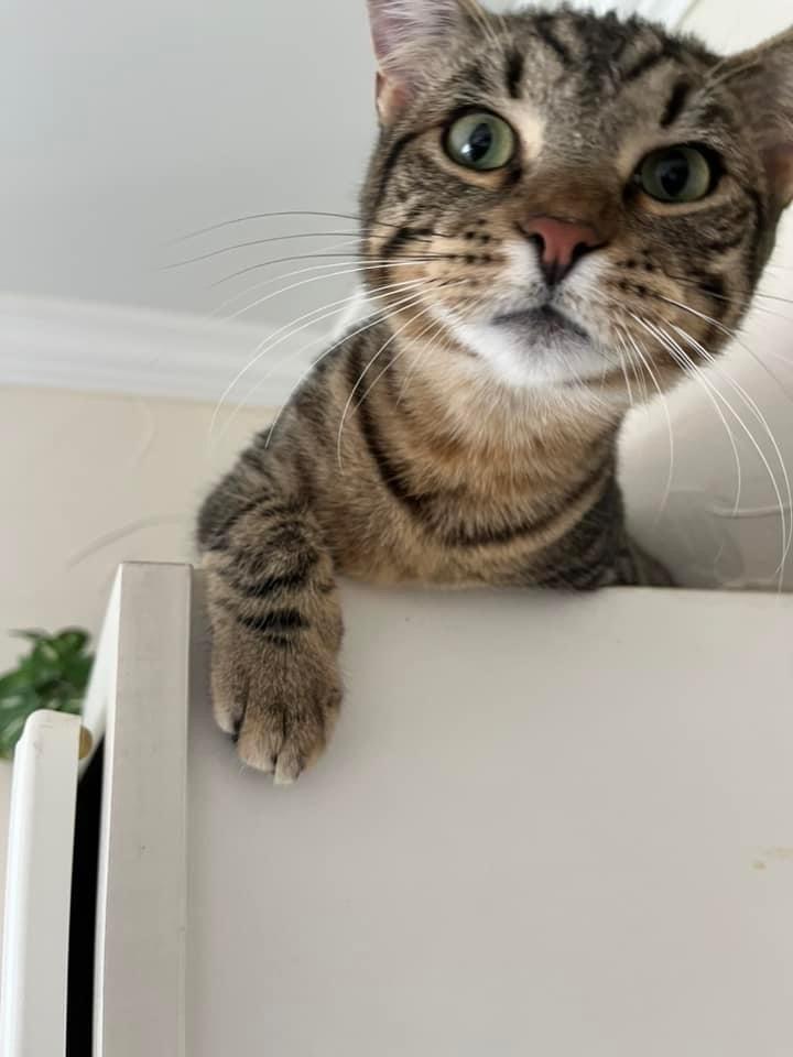 Enlarge Millie 6602, a Adoptable Domestic Short Hair in Dallas, TX image 4/6