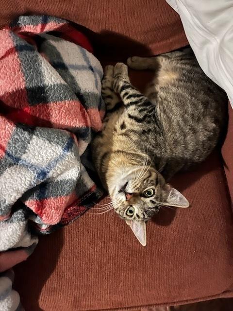 Enlarge Millie 6602, a Adoptable Domestic Short Hair in Dallas, TX image 5/6