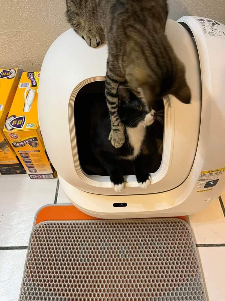 Enlarge Millie 6602, a Adoptable Domestic Short Hair in Dallas, TX image 6/6