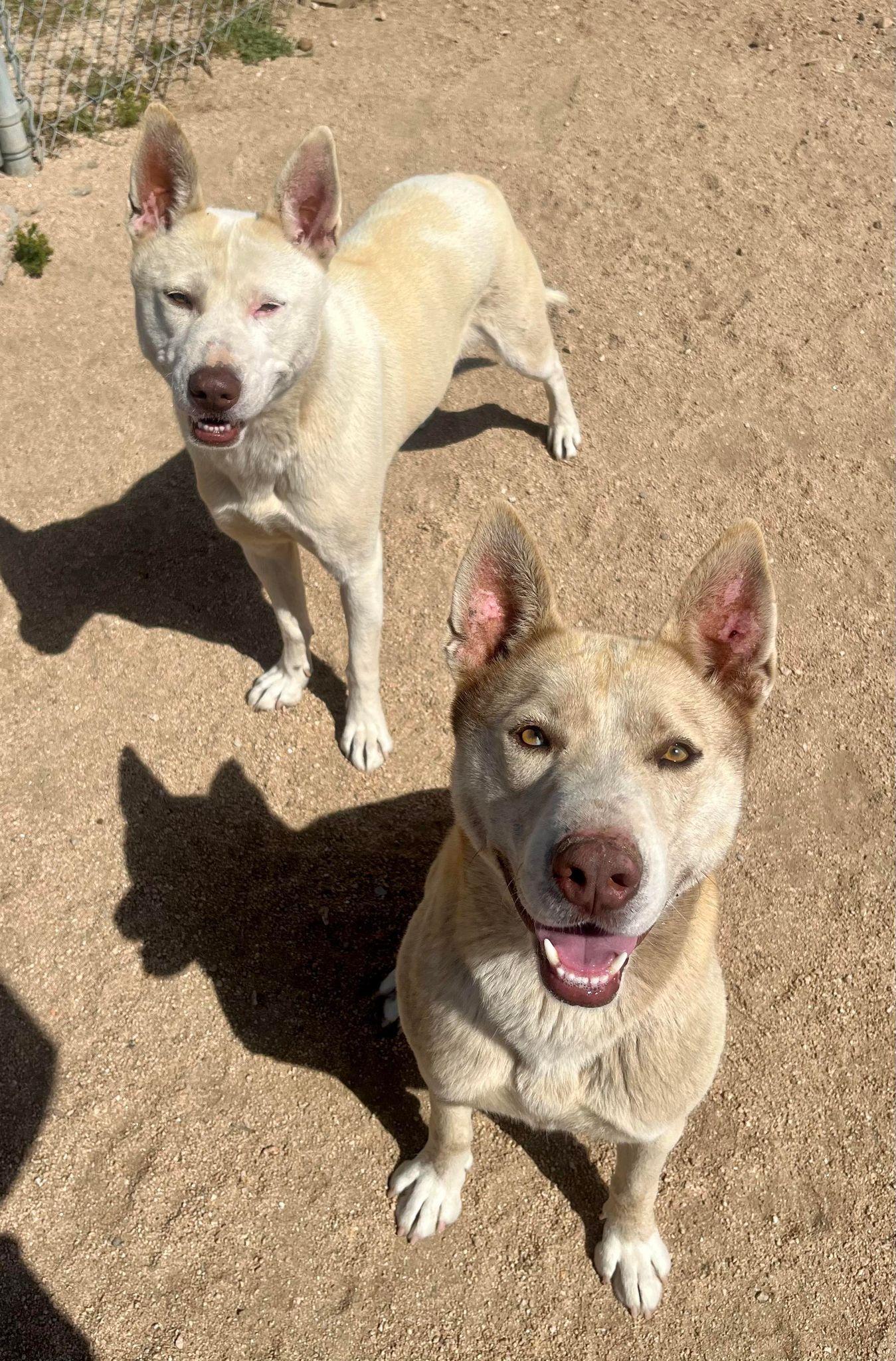 Enlarge Bass & Tenor , a ADOPTABLE mixed breed in Chehalis, WA image 5/6