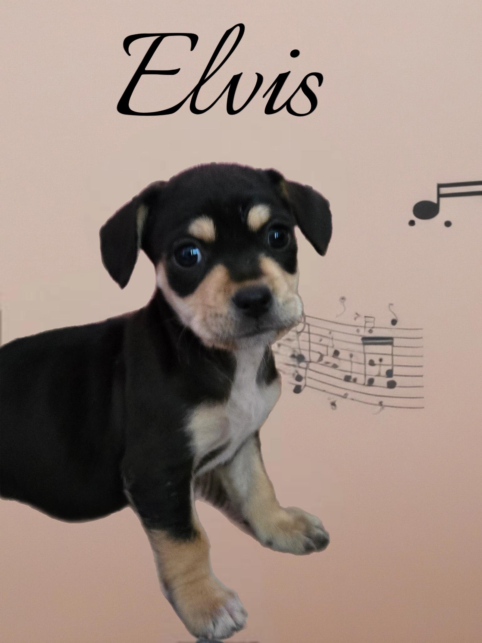 Enlarge Elvis, a Adopted mixed breed in Phelan, CA image 1/1