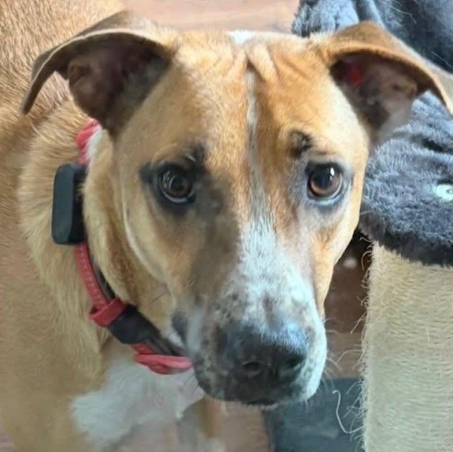 Enlarge Bruno, a Adoptable mixed breed in Pittsburg, PA image 3/6
