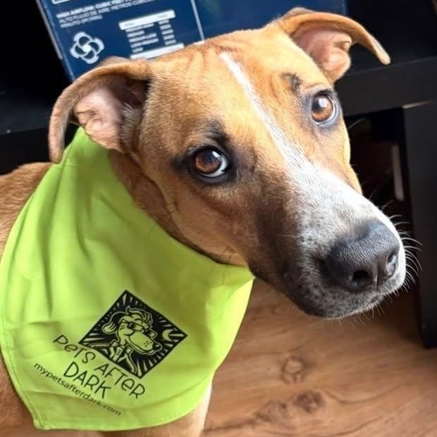 Enlarge Bruno, a Adoptable mixed breed in Pittsburg, PA image 2/6