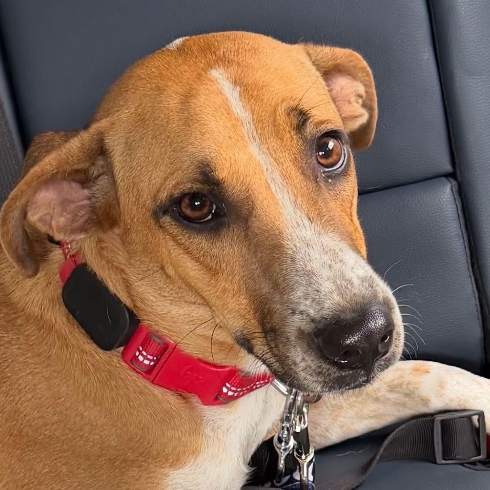 Enlarge Bruno, a Adoptable mixed breed in Pittsburg, PA image 4/6