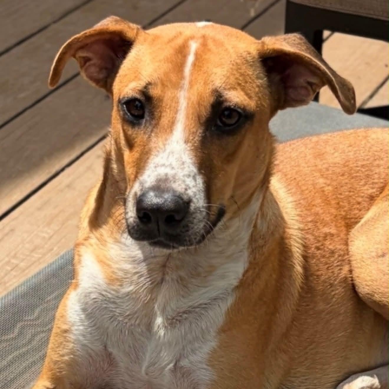Enlarge Bruno, a Adoptable mixed breed in Pittsburg, PA image 1/6