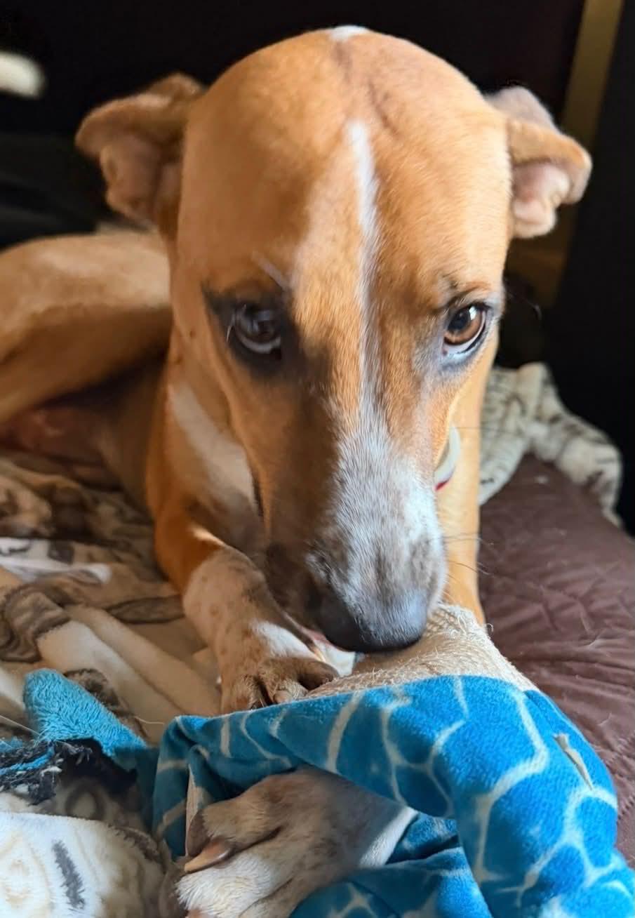 Enlarge Bruno, a Adoptable mixed breed in Pittsburg, PA image 5/6