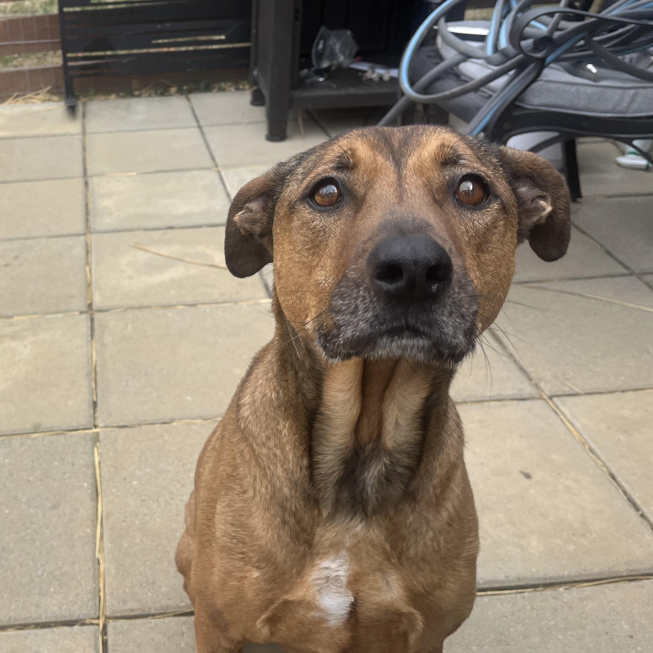 Enlarge Georgie Girl, a Adoptable Mixed Breed in Sykesville, MD image 1/2