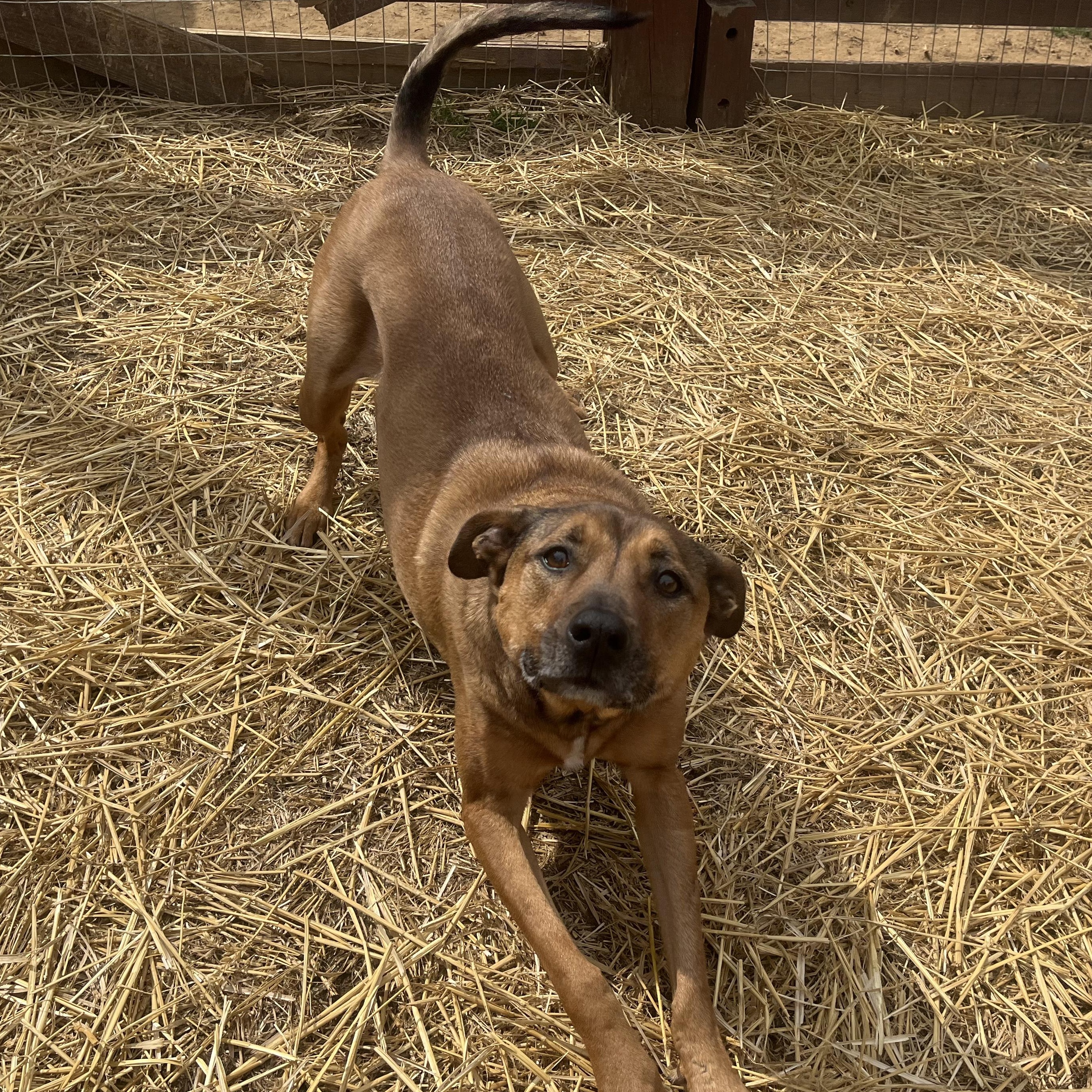 Enlarge Georgie Girl, a Adoptable Mixed Breed in Sykesville, MD image 2/2