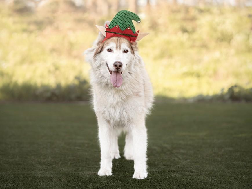 Enlarge LILO, a Adoptable Husky in Los Angeles, CA image 1/1