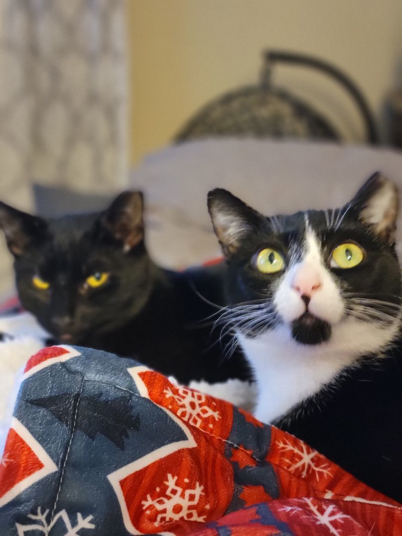 Penny, Adoptable, Adult Female Domestic Short Hair.