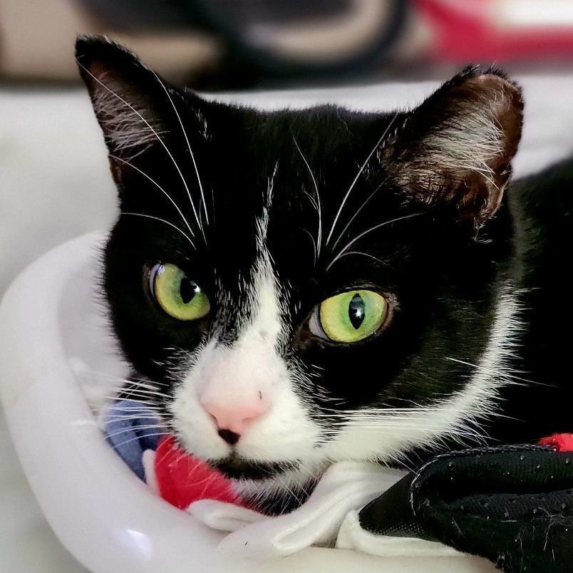 Penny, a Adoptable Domestic Short Hair in Cedars, PA image 2/5