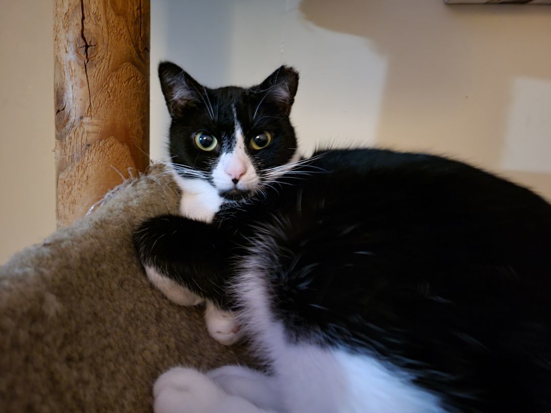 Penny, a Adoptable Domestic Short Hair in Cedars, PA image 3/5