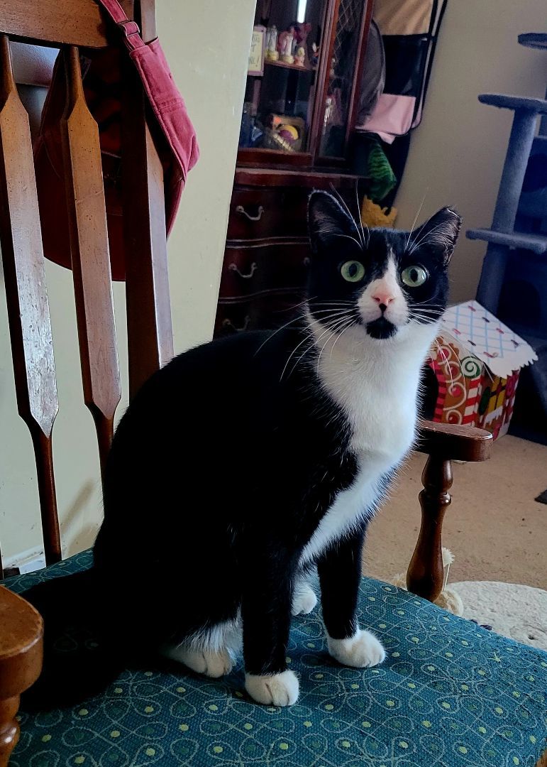 Penny, a Adoptable Domestic Short Hair in Cedars, PA image 4/5