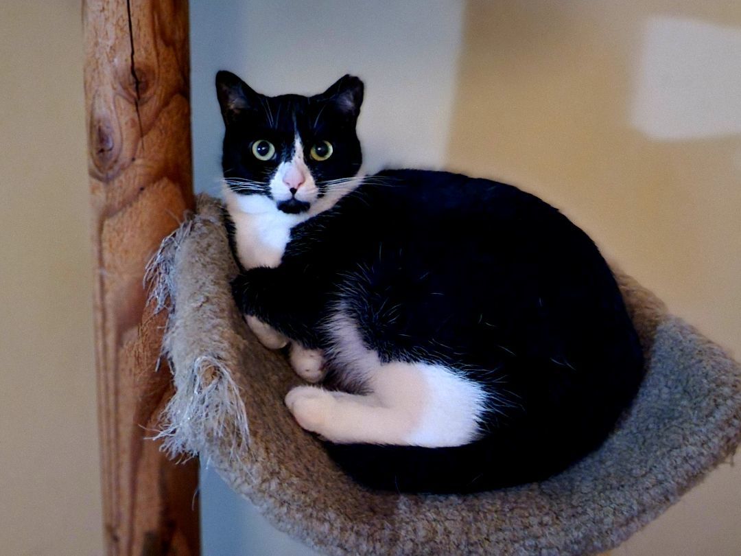 Penny, a Adoptable Domestic Short Hair in Cedars, PA image 5/5